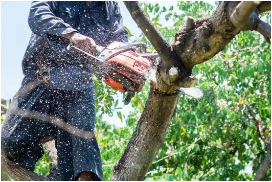 tree services Davis